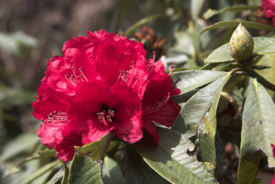 Rhododendron Blume