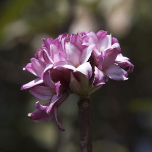 Seidelbast Blume