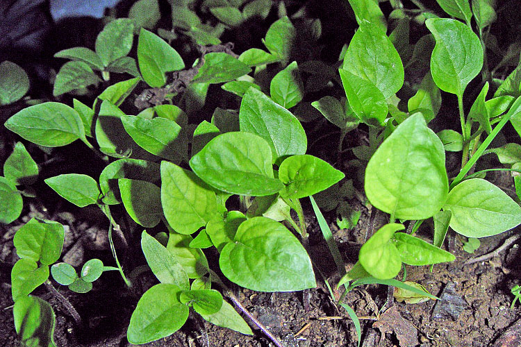20120316-090400_chili-seedlings_MFG